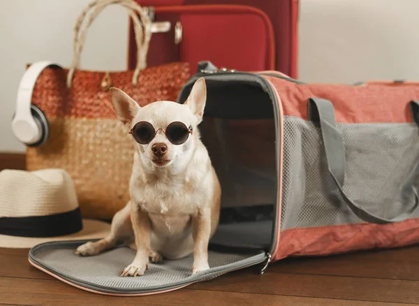 Seyahat aksesuarlarıyla gezgin hayvan çantasının önünde oturan güneş gözlüğü takan kahverengi chihuahua köpeği portresi. Hayvanlarla iyi yolculuklar..