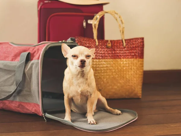 Ritratto Cane Marrone Chihuahua Seduto Fronte Alla Borsa Viaggio Animali — Foto Stock