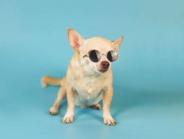 Mavi arka planda oturan güneş gözlüğü takan kahverengi chihuahua köpeği portresi. yaz gezisi konsepti.
