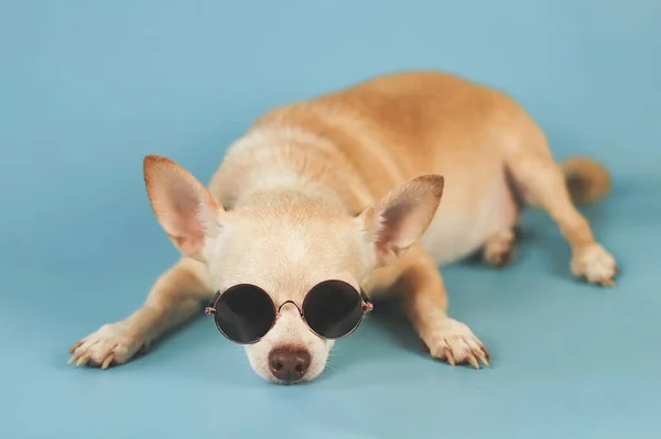Portret Śpiącego Brązowego Psa Okularach Przeciwsłonecznych Leżącego Niebieskim Tle Koncepcja — Zdjęcie stockowe
