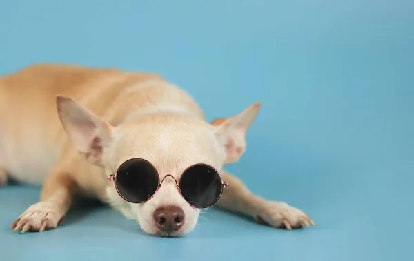 Zamknij Obraz Senny Brązowy Pies Chihuahua Noszenia Okularów Przeciwsłonecznych Leżących — Zdjęcie stockowe