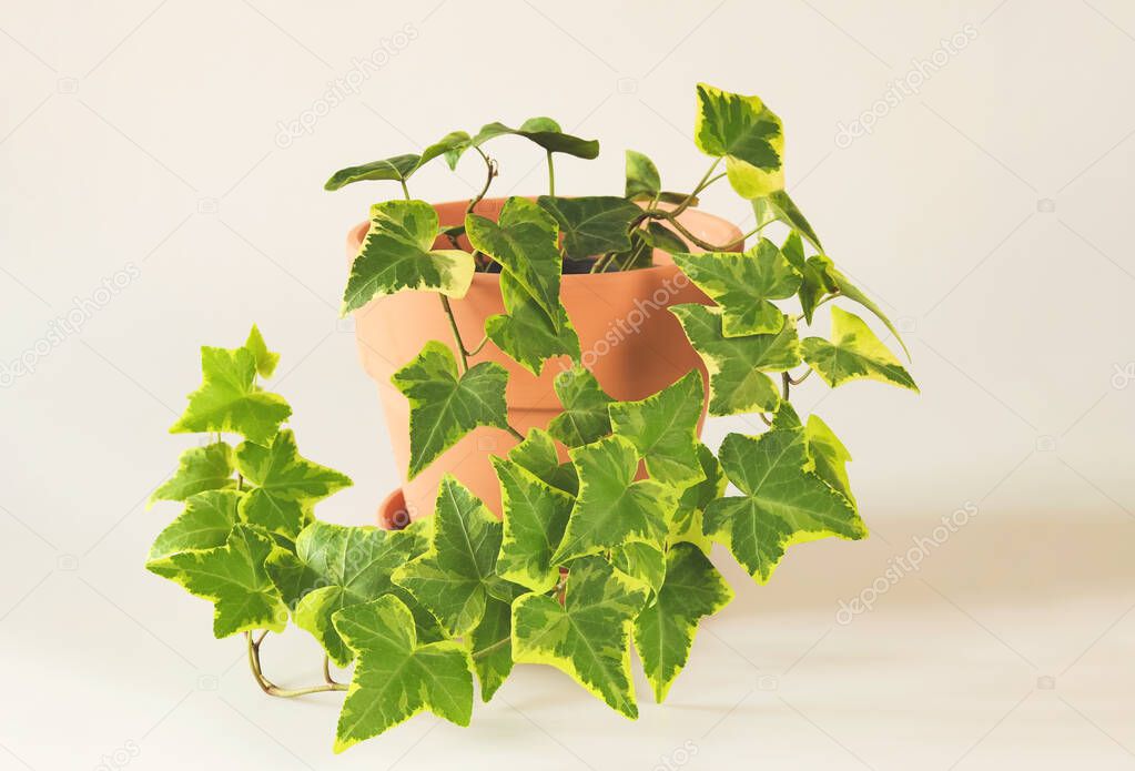 Front view of  English ivy in clay plant pot on white background.