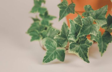 İngiliz sarmaşık yapraklarının beyaz arkaplandaki kil saksıdaki resmini kopyalama alanı ile kapat, seçici odak.