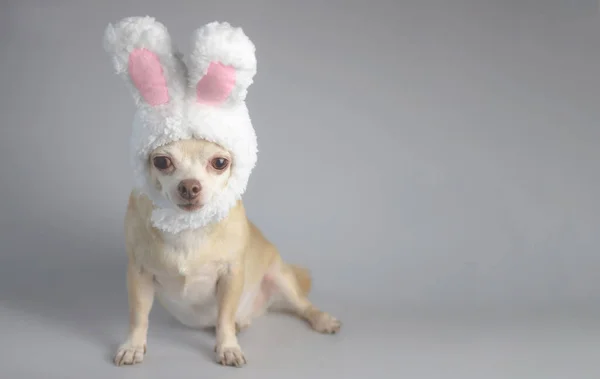 Portrait Healthy Brown Short Hair Chihuahua Dog Wearing Rabbit Ears — Stock Photo, Image