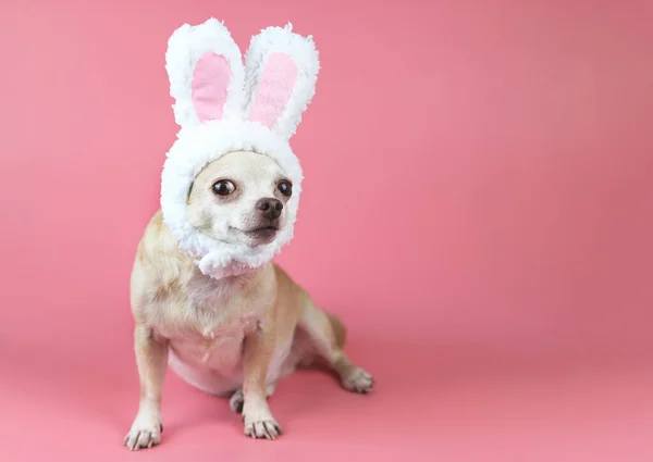 Portrait Healthy Brown Short Hair Chihuahua Dog Wearing Rabbit Ears — Stock Photo, Image
