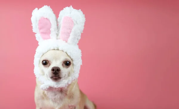 Pembe arka planda tavşan kulağı kostümü giyen sağlıklı kahverengi, kısa saçlı chihuahua köpeğinin görüntüsünü kapat, kameraya bak, izole. Hayvan Paskalyası kostüm konsepti.