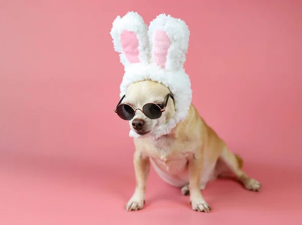 Potret Anjing Chihuahua Mengenakan Kacamata Matahari Dan Memakai Ikat Kepala — Stok Foto