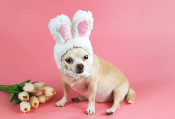 Portrait Healthy Brown Short Hair Chihuahua Dog Wearing Rabbit Ears — Stock Photo, Image