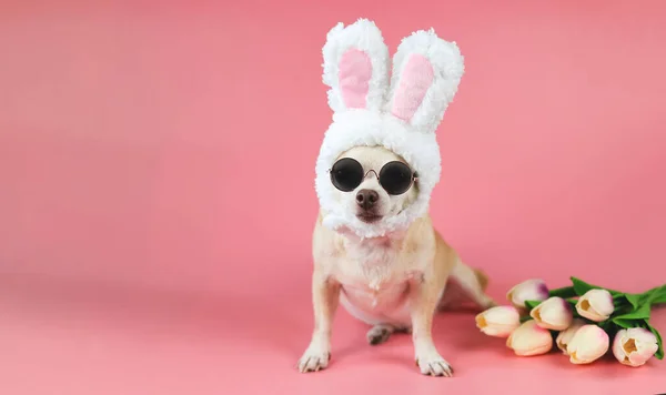 Portrait of Chihuahua dog  wearing sun glasses and  dressed up with easter bunny costume headband sitting on  pink background with tulips flower. Pet Easter costume concept.