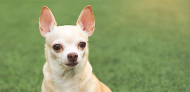 Kahverengi chihuahua köpeğinin sabah güneşinde yeşil çimlerde oturduğu görüntüyü kapat. Boşluğu kopyala.