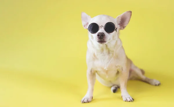 Portret Brązowego Psa Chihuahua Okularach Przeciwsłonecznych Siedzącego Żółtym Tle Koncepcja — Zdjęcie stockowe