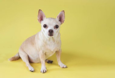 Şişko kahverengi saçlı chihuahua köpeğinin portresi, sarı arka planda fotokopi alanı ile oturuyor, kameraya bakıyor, izole edilmiş.