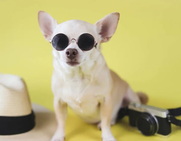 Portret Brązowego Psa Chihuahua Okularach Przeciwsłonecznych Siedzącego Słomianym Kapeluszu Aparacie — Zdjęcie stockowe