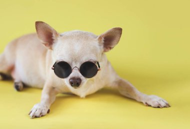 Uykulu kahverengi chihuahua köpeğinin güneş gözlüğü takıp sarı arka planda fotokopi alanı ile uzandığı görüntüyü kapat. Yaz gezisi konsepti.