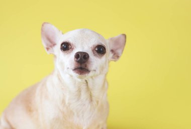 Şişko kahverengi saçlı chihuahua köpeğini kapatın, sarı arka planda fotokopi alanı ile oturuyor, kameraya bakıyor, izole edilmiş.