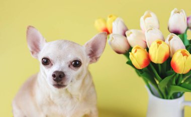 Sarı arka planda lale çiçekleriyle oturan, kameraya bakan sağlıklı kahverengi kısa saçlı chihuahua köpeğinin görüntüsünü kapatın..