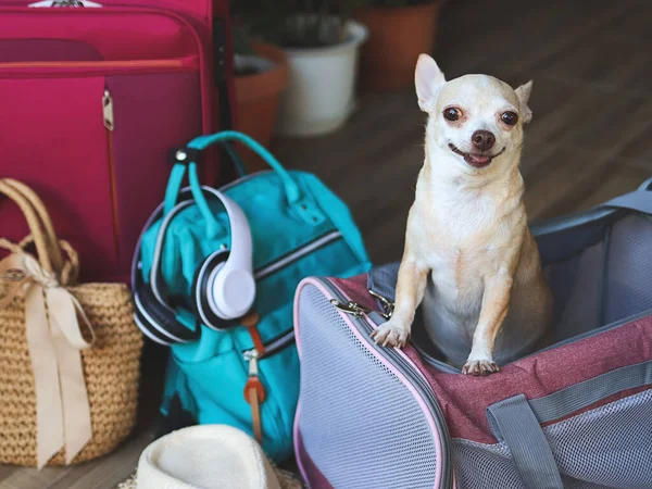 Seyahat aksesuarlarıyla gezgin evcil hayvan çantasının içinde durup gülümseyerek gezmeye hazır bir şekilde kameraya bakan kahverengi chihuahua köpeği portresi. Hayvanlarla iyi yolculuklar..