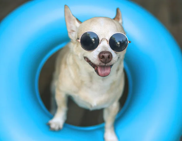 Top View Happy Brown Short Hair Chihuahua Dog Wearing Sunglasses — Zdjęcie stockowe