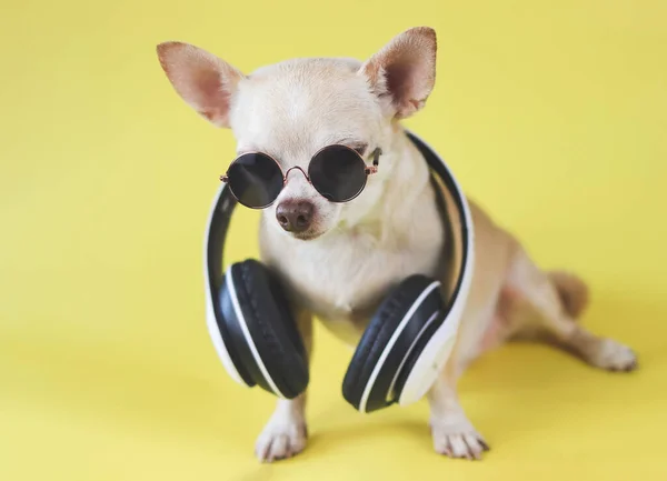 Portrait Brown Chihuahua Dog Wearing Sunglasses Headphones Neck Sitting Yellow — Stock Photo, Image