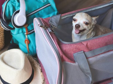 Kahverengi kısa saçlı chihuahua köpeğinin gezgin hayvan çantasının içinde seyahat aksesuarlarıyla oturması, seyahat etmeye hazır. Hayvanlarla iyi yolculuklar..