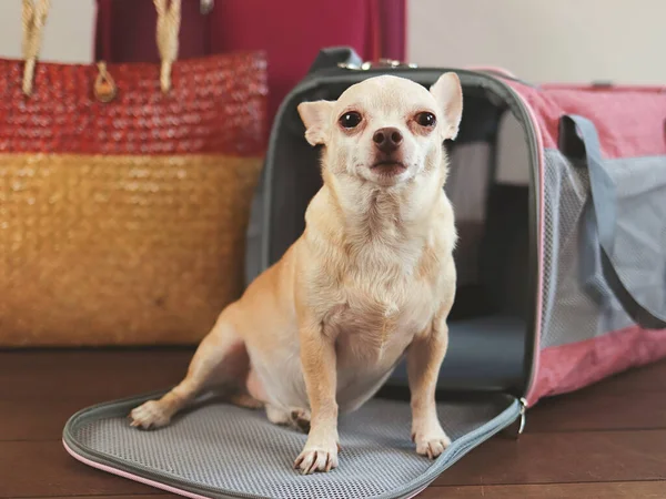 以棕色吉娃娃犬为代表的人物形象 坐在携带旅行配件的旅行袋前 准备出发 与动物一起安全旅行 — 图库照片