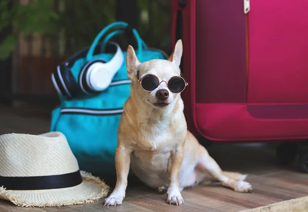 Porträtt Brun Kort Hår Chihuahua Hund Bär Solglasögon Sitter Med — Stockfoto