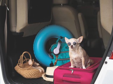 Portrait of brown short hair chihuahua dog wearing sunglasses,  sitting  with travel accessories in car trunk. Travel concept.