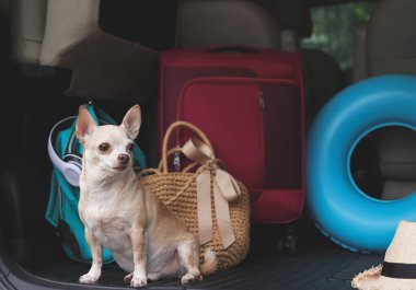 Araba bagajında seyahat aksesuarlarıyla oturan kahverengi kısa saçlı chihuahua köpeği portresi. Seyahat kavramı.