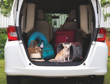 Portrait of brown chihuahua dog  sitting in front of traveler pet carrier bag in car trunk with travel accessories, looking at camera. ready to travel. Safe travel with animals.