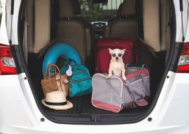 Portrait of brown chihuahua dog wearing sunglasses standing in traveler pet carrier bag in car trunk with travel accessories, ready to travel. Safe travel with animals.