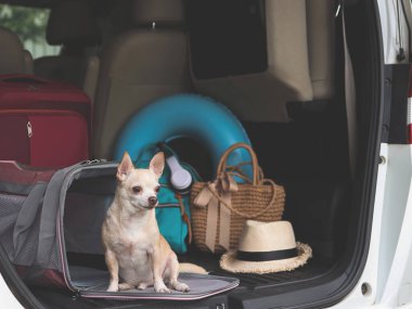 Gezgin hayvan çantasının önünde oturan kahverengi chihuahua köpeğinin portresi. Araba bagajında, seyahat aksesuarlarıyla dışarı bakıyor. Yola çıkmaya hazır. Hayvanlarla iyi yolculuklar..