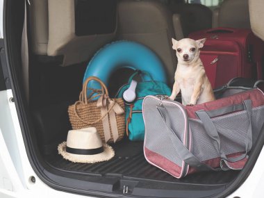 Portrait of brown chihuahua dog  standing in traveler pet carrier bag in car trunk with travel accessories, ready to travel. Safe travel with animals.