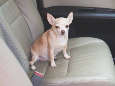 Araba koltuğunda oturan, kameraya bakan, hayvanlarla seyahat eden kahverengi chihuahua portresi..