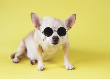 Sarı arka planda oturan güneş gözlüğü takan kahverengi chihuahua köpeği portresi. yaz gezisi konsepti.
