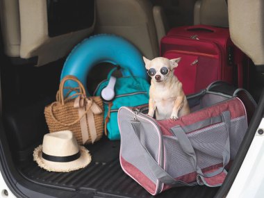 Portrait of brown short hair chihuahua dog wearing sunglasses standing in traveler pet carrier bag in car trunk with travel accessories, ready to travel. Safe travel with animals.