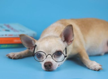 Kahverengi bir chihuahua köpeğinin mavi arka planda uzanmış kameraya bakarken çekilmiş görüntüsü. Chihuahua köpeği kitap okumaktan sıkılır..
