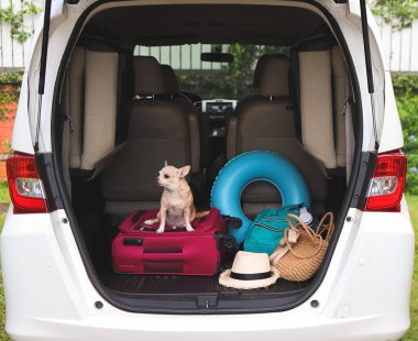 Portrait of brown short hair chihuahua dog  sitting  with travel accessories in car trunk. Travel concept.