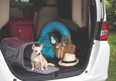 Portrait of brown chihuahua dog  sitting in front of traveler pet carrier bag in car trunk with travel accessories, looking outside. ready to travel. Safe travel with animals.