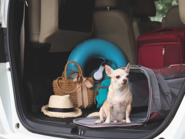 Gezgin hayvan çantasının önünde oturan kahverengi chihuahua köpeğinin portresi. Araba bagajında, seyahat aksesuarlarıyla dışarı bakıyor. Yola çıkmaya hazır. Hayvanlarla iyi yolculuklar..