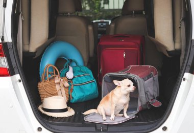 Portrait of brown chihuahua dog  sitting in front of traveler pet carrier bag in car trunk with travel accessories, looking outside. ready to travel. Safe travel with animals.