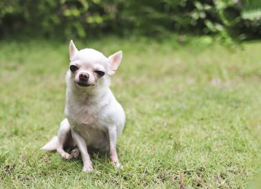Bahçedeki yeşil çimlerin üzerinde oturan, gülümseyen ve kameraya bakan beyaz kısa saçlı Chihuahua köpeği portresi.