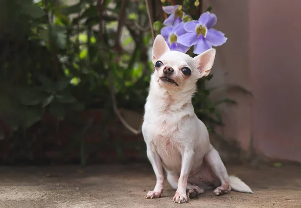Portrait of white  short hair Chihuahua dog  sitting  on cement floor with purple flowers, smiling and looking up.