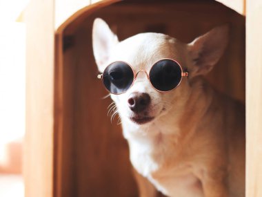 Kahverengi kısa saçlı chihuahua köpeğinin güneş gözlüğü taktığı, ahşap köpek kulübesinde oturduğu ve kameraya baktığı görüntüyü kapat..