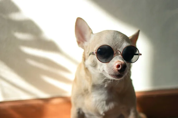 Πορτρέτο Του Λίπους Καφέ Chihuahua Σκυλί Φορώντας Γυαλιά Ηλίου Κάθεται — Φωτογραφία Αρχείου