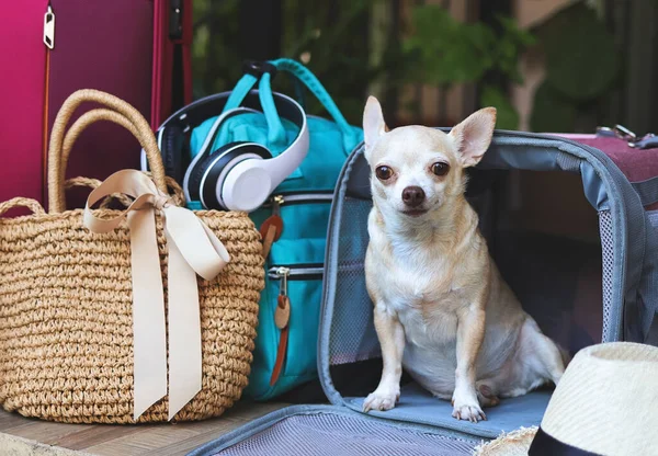 Portrait of brown short hair chihuahua dog sitting in front of traveler pet carrier bag with travel accessories, ready to travel. Safe travel with animals.