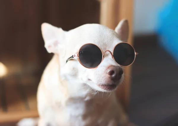 Zbliżenie Zdjęcie Grubego Brązowego Psa Chihuahua Okularach Przeciwsłonecznych Patrzącego Kamerę — Zdjęcie stockowe