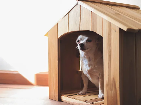 Imagen Cerca Pelo Corto Marrón Perro Chihuahua Sentado Casa Del — Foto de Stock