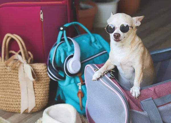 Güneş gözlüğü takan kahverengi kısa saçlı chihuahua köpeğinin portresi seyahat aksesuarlarıyla gezgin hayvan taşıyıcı çantasının içinde duruyor, seyahat etmeye hazır. Hayvanlarla iyi yolculuklar..