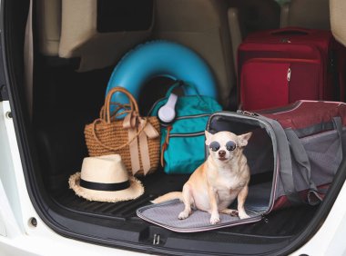 Portrait of brown chihuahua dog wearing sunglasses sitting in front of traveler pet carrier bag in car trunk with travel accessories, ready to travel. Safe travel with animals.