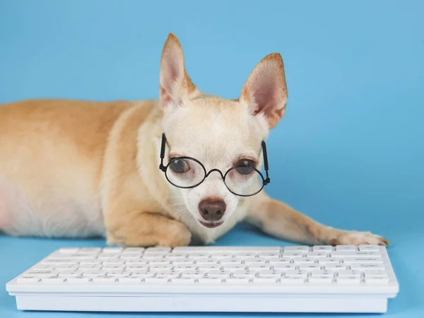 Nær Bilde Brun Chihuahua Hund Med Briller Med Datamaskintastatur Kamera – stockfoto